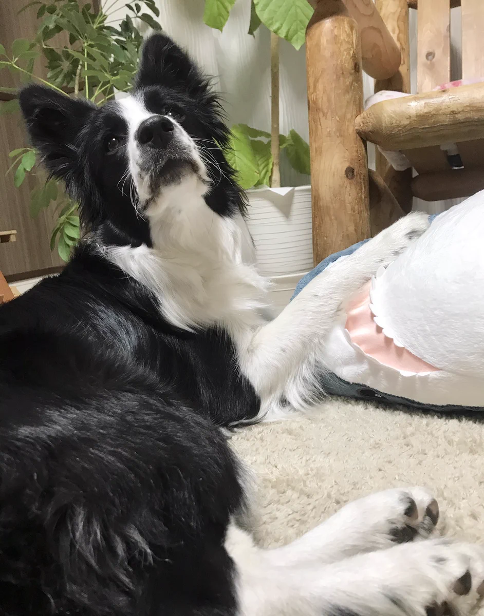 犬はでかいぬいぐるみが好き！？IKEAのサメを離さないワンちゃんｗｗ
