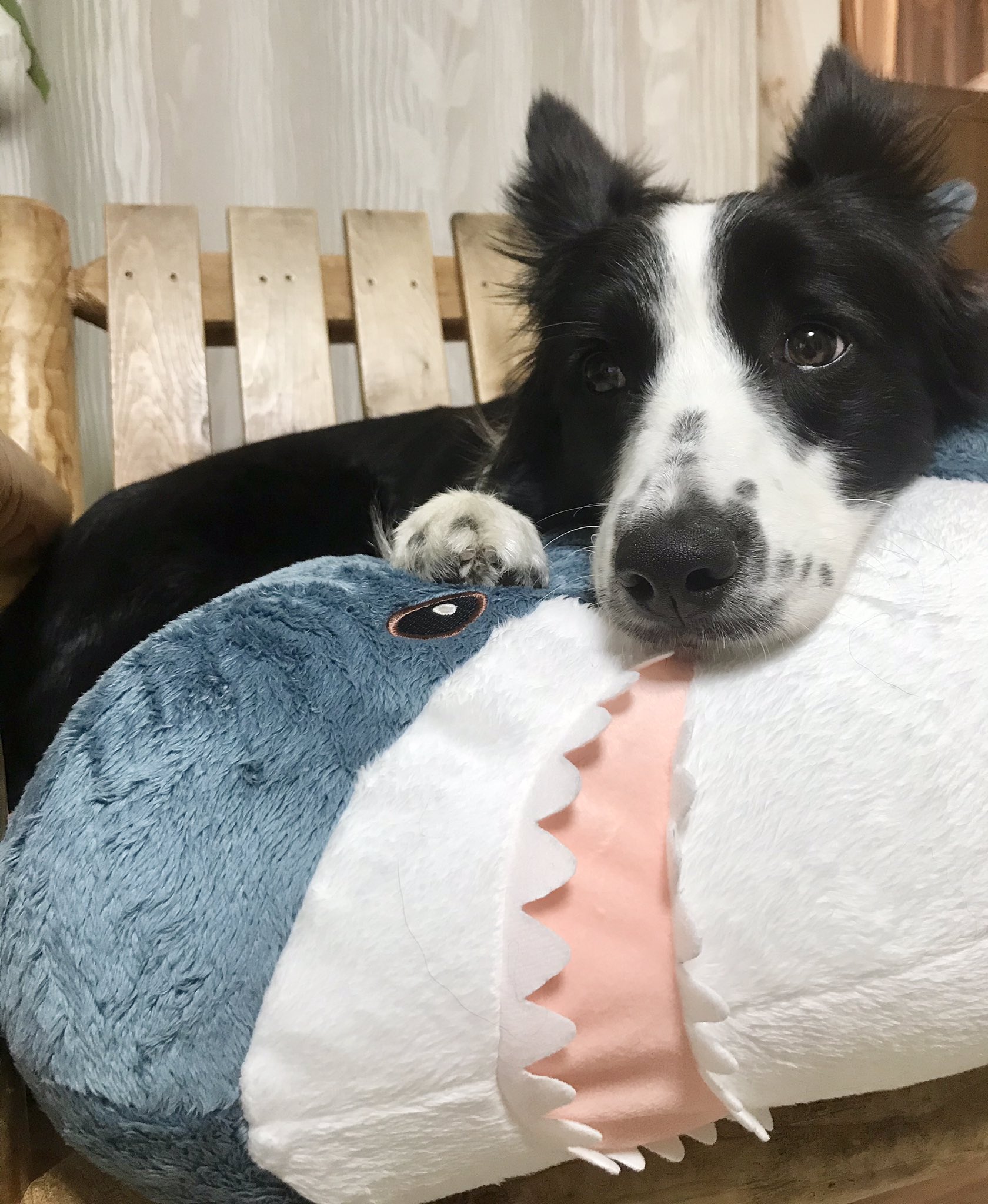 しょーじ Ikeaのデカいサメが値下げしてると聞いて早速ポチって今日届いたんだけど なぜか犬が大変気に入ってずっとサメ から離れないのでサメは犬にあげた よっぽど嬉しかったのか犬はサメを大事そうに抱えて寝た T Co Gc1hdwqnt6 Twitter