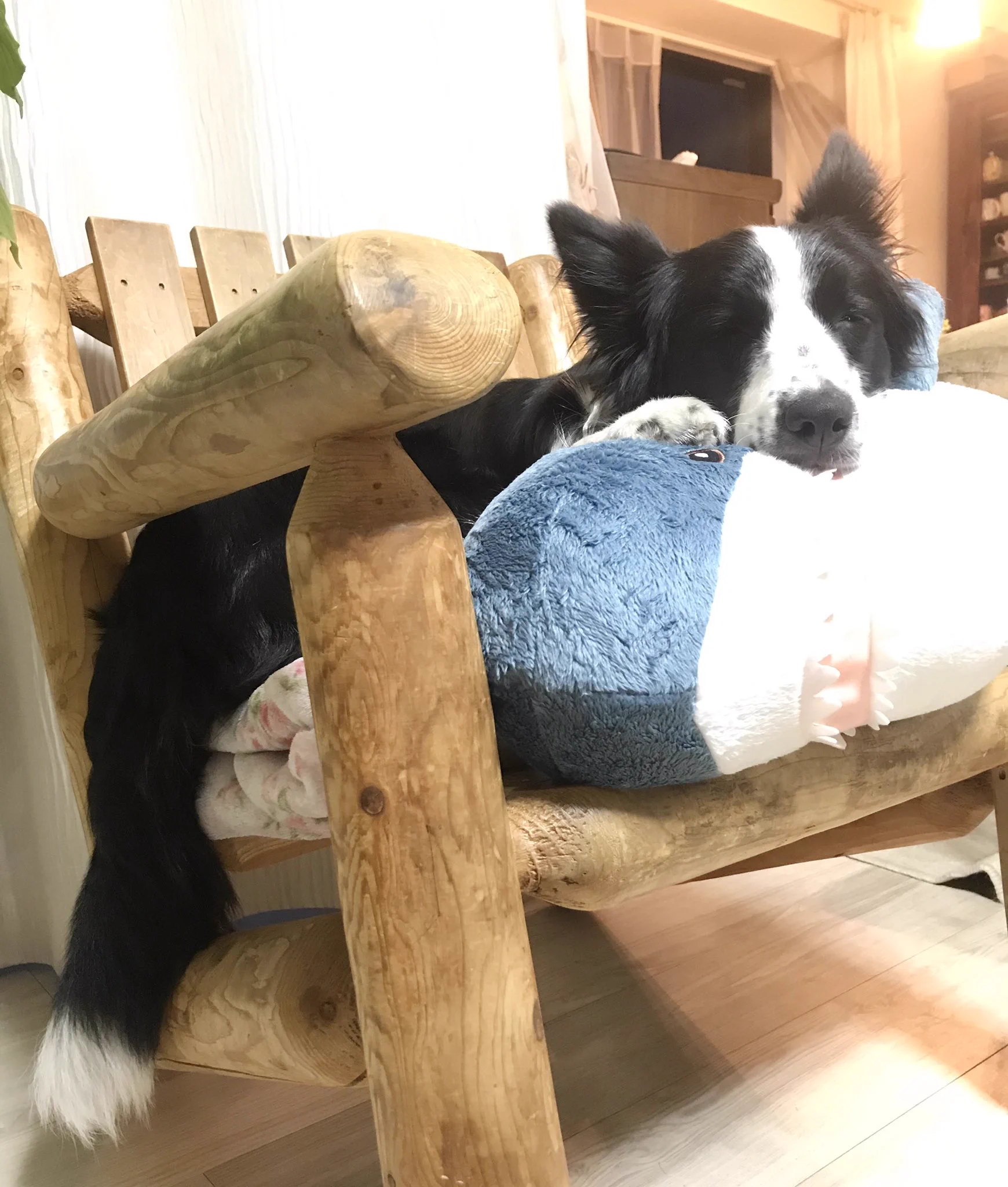 犬はでかいぬいぐるみが好き！？IKEAのサメを離さないワンちゃんｗｗ