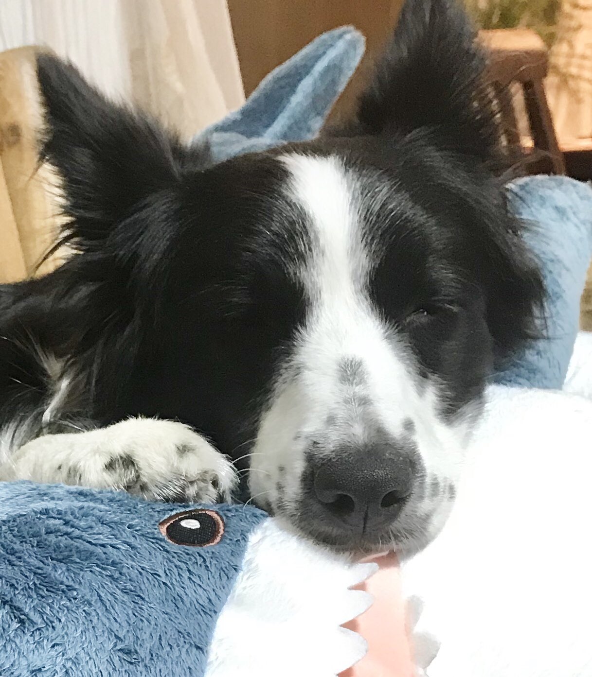 犬はでかいぬいぐるみが好き Ikeaのサメを離さないワンちゃん 話題の画像プラス 犬はでかいぬいぐるみが好き Ikeaのサメを離さないワンちゃん 話題の画像プラス
