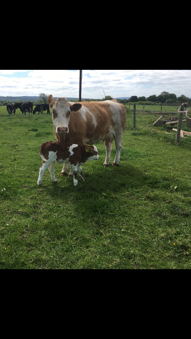 Worth the Wait..SI4250 Lis na Ri Gucci heifer