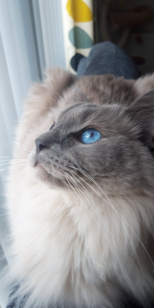 CoonWillow's tweet photo. Olly Is Watching The Birds Today πΎππ΄σ §σ ’σ ³σ £σ ΄σ Ώ #CatsOfTwitter #cats #CatsOfTheQuarantine #Ragdoll #CatsOfScotland #StayHomeSaveLives #StayHome https://t.co/GPwjgZ6chr