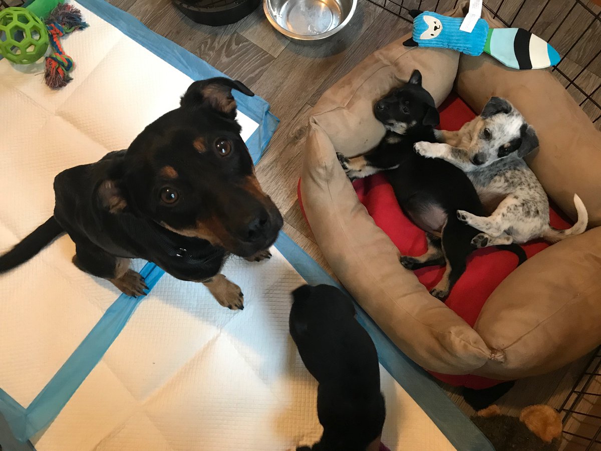 BestInterest_JC's tweet photo. Foster dogs. Great investment.

Initial basis: zero dollars. 

Pays dividends in love and warmth. 

Minor expense ratio—cleaning 💩

Short investment period, hand off the dog(s) to next family. https://t.co/j9QrArucJT