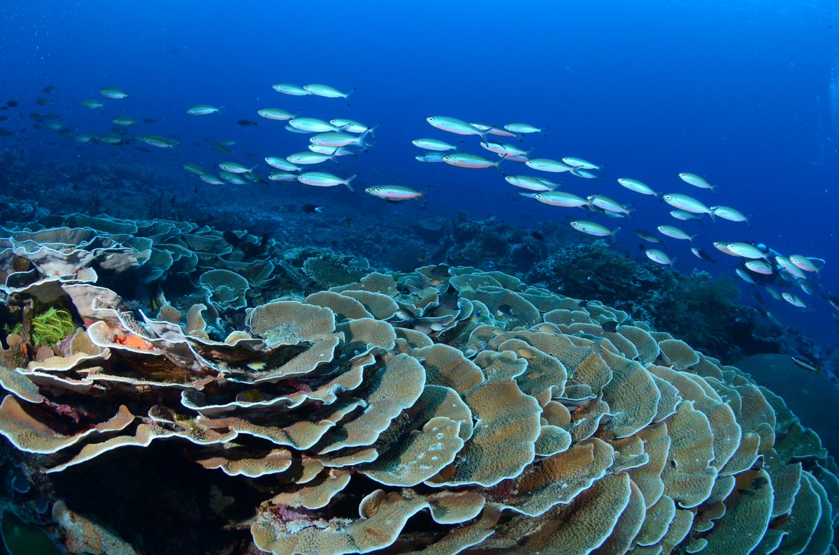 advonline's tweet photo. A healthy coral reef ecosystem protects the coastlines and provide a habitats for fishes and other underwater organisms. These Cabbage Corals are seen at Maratua Island, East Kalimantan, Indonesia. Stay safe, wash hands often. ♥️

📷 Patrick Chong

#maratua #scuba #Indonesia https://t.co/xYPUtoo655