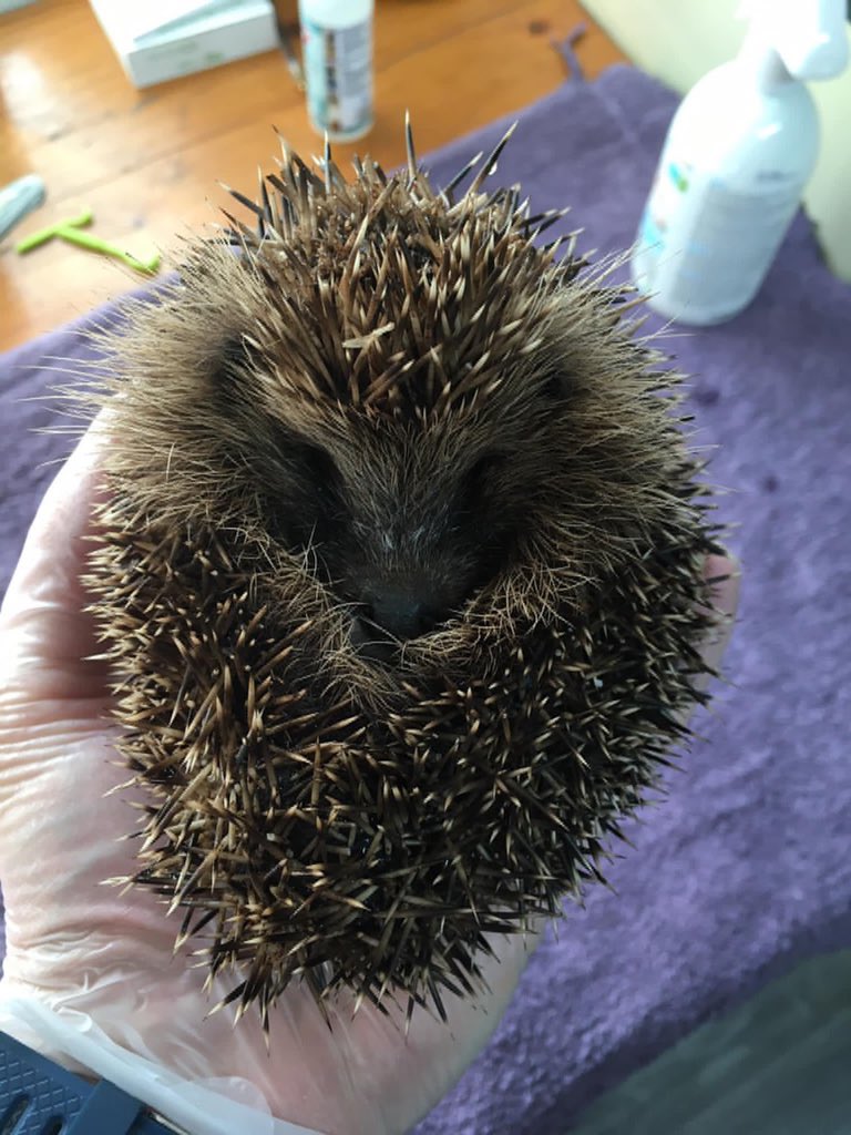 Thanks to all the 🦔 profiles, we saved this little boy last night. Meet Spike!! Has a wound on head & back, may lose a leg? @HedgehogCabin @HogsDiaries @PricklesR @Hedgehogfriend3 @HelpaHedgehog @HuffingHedgehog @helen_collis @HedgehogHelpSEW @HedgehogSave #savethehedgehogs