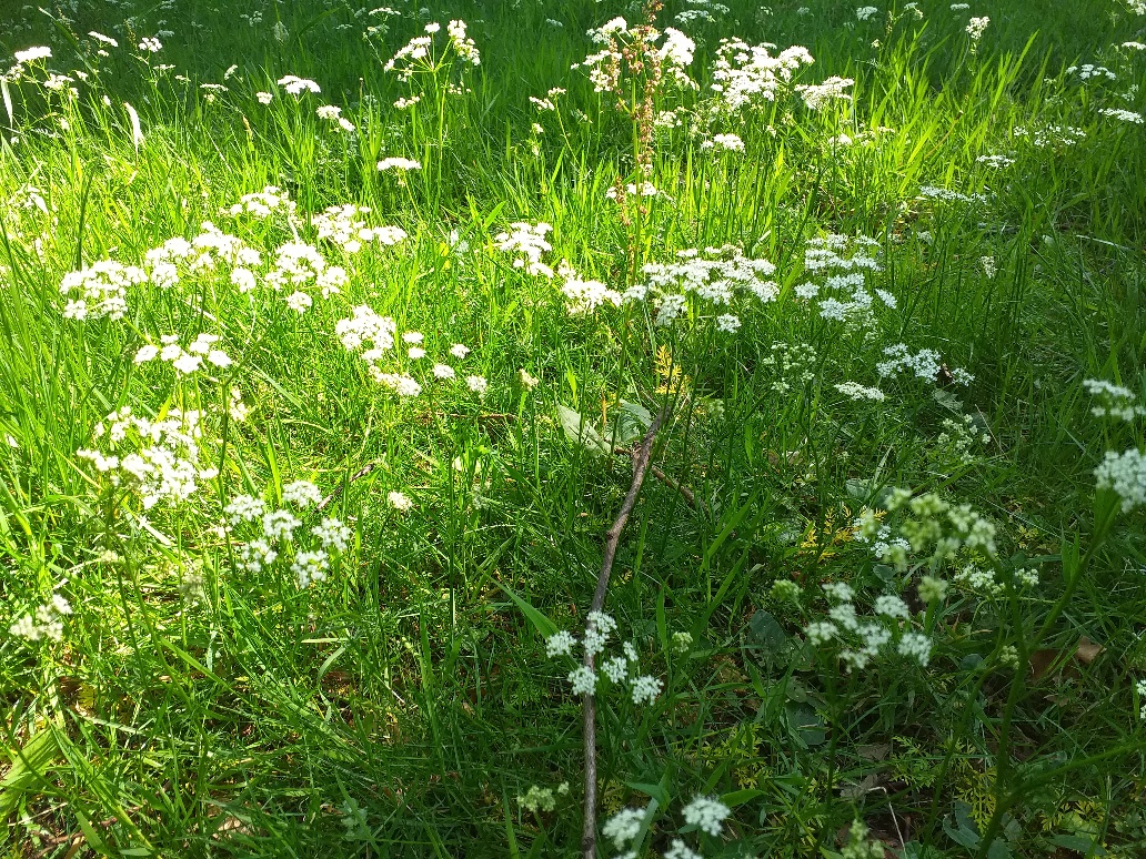 One Trafford tweet media