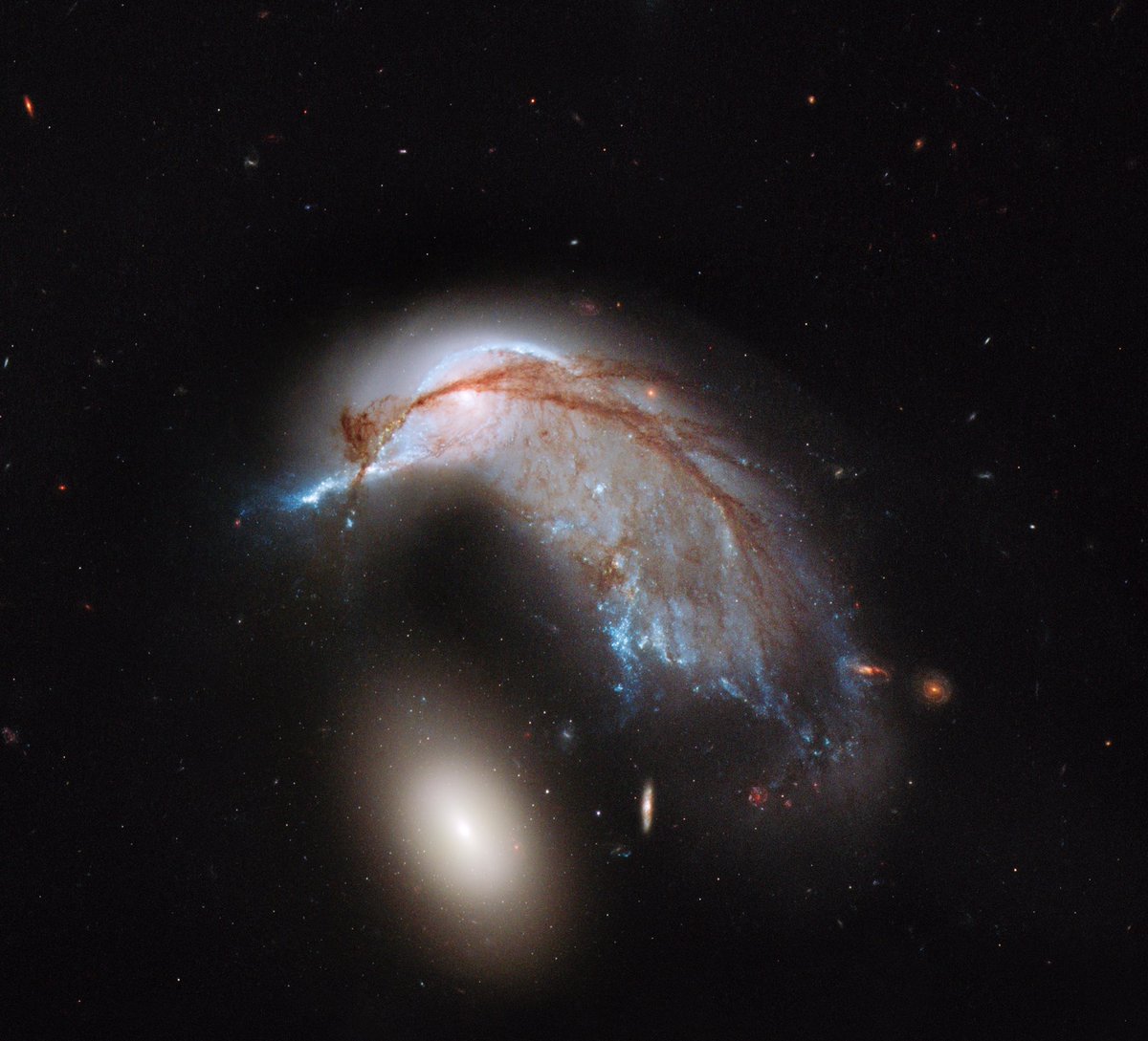 Speaking of Halton Arp’s catalog of peculiar galaxies, the pair Arp 142 is about 326 million light years from Earth. Wildly deformed galaxy NGC 2936 is often called the “Porpoise Galaxy.” Imo it looks more like a hummingbird.Image: NASA, ESA, Hubble Heritage Team (STScI/AURA)