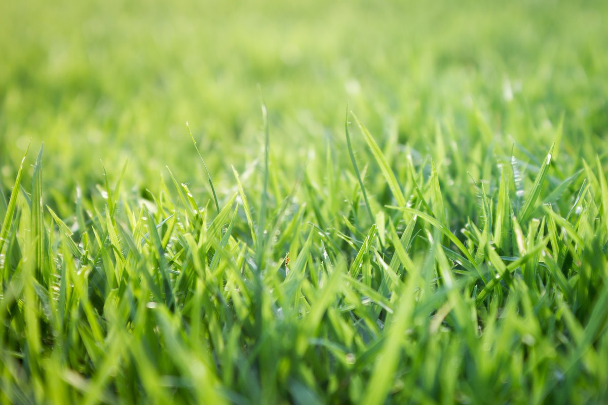 Healthy lawns make for healthy streams. A new series of Zoom classes begins on May 18 that teaches homeowners how to keep lawn fertilizer and pesticides from reaching streams through environmentally responsible lawn and landscape practices. Register today! ow.ly/Msru50zCSy3