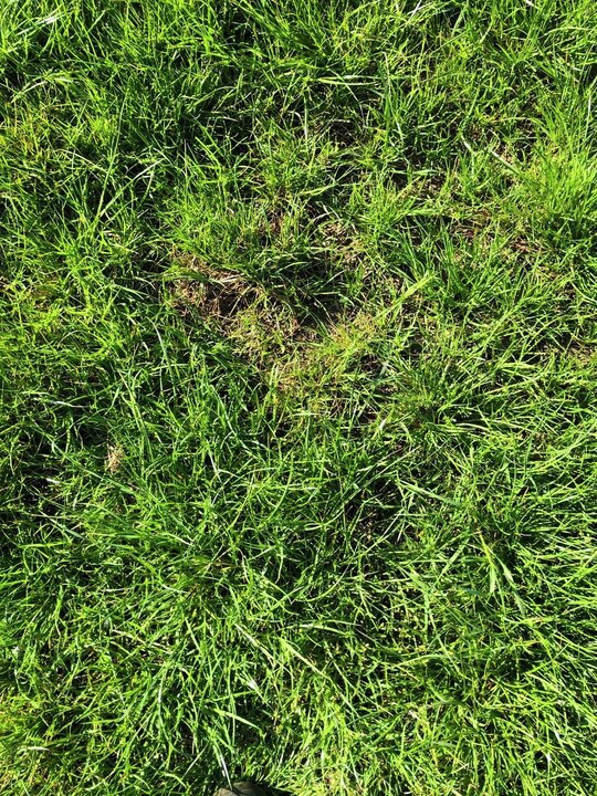 ForFarmersUK's tweet photo. The mild winter has resulted in a large number of #leatherjackets surviving. We advise you to check your #grassleys for any damage.
Young leys are most at risk as disturbed #soil is ideal for crane flies to lay their eggs & the loose soil allows the larvae to move around. https://t.co/pMgEMzTmKC
