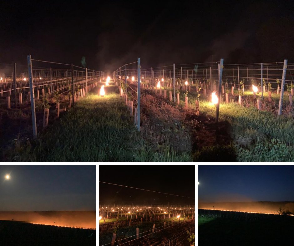 VinescapesUK's tweet photo. Vinescapes were on frost watch last night 💨🍇👀

Take a look at these great shots we took 📸

#EnglishWine #Frost #FrostWatch #FrostRisk #Vineyards #Vinescapes https://t.co/NkdZ4bupen
