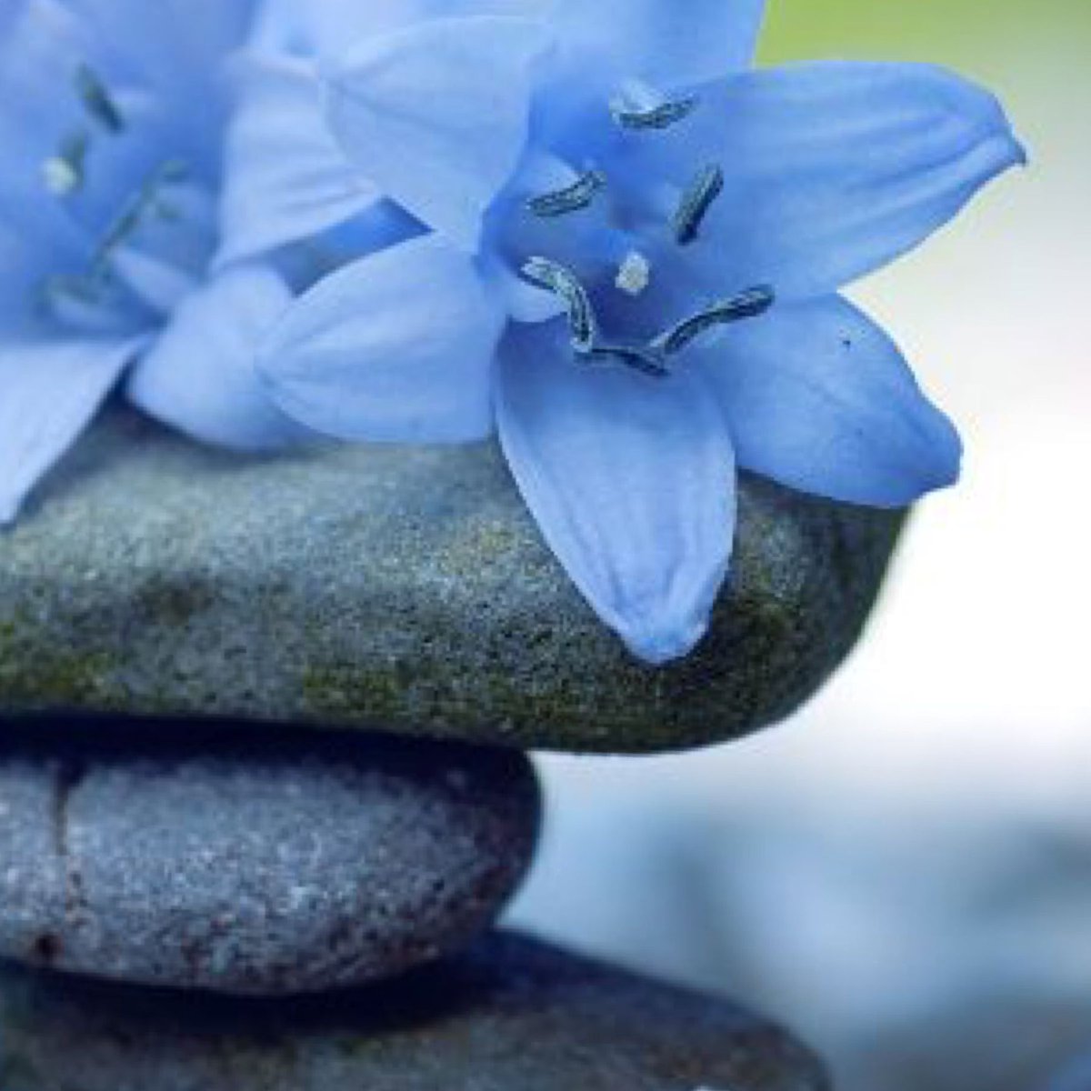 anandaforlife's tweet photo. Today 
May you be peaceful 
May you be joyful
May you be kind
May you be healthy
May you be present https://t.co/ASd9iIS1M6