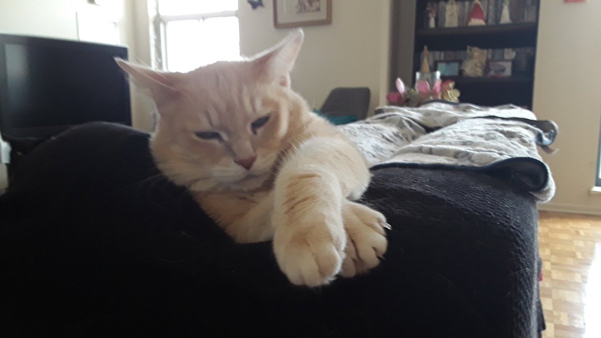 joshthecoolcat's tweet photo. Cats 😼😼😼 https://t.co/kVQ5tIrXoH