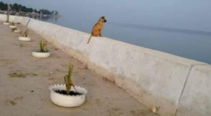FilosofiaMderna's tweet photo. Quando seu cachorro come seus livros de filosofia https://t.co/5CgbLyjmHK
