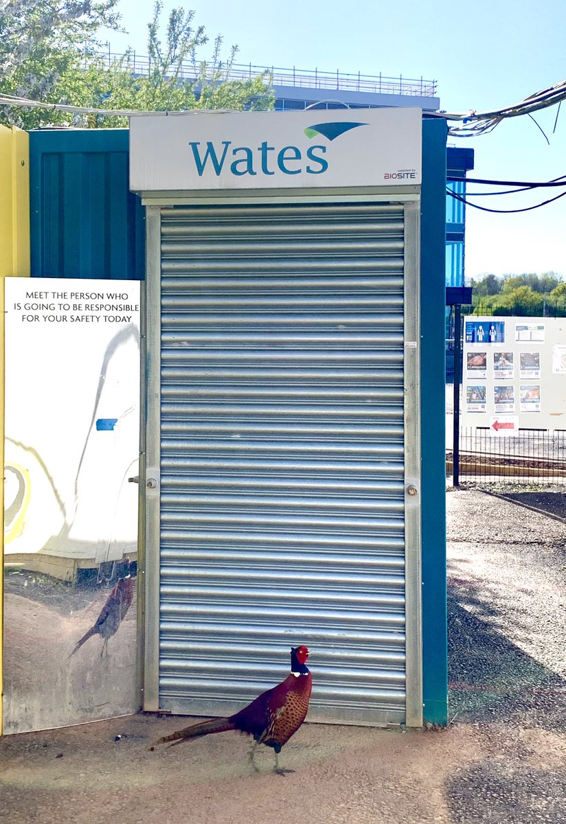 ambikatah's tweet photo. Sun was shining on #Lusep today! 🌞Big thank you to @nuneatonsigns for the #SocialDistancing signage &amp; we even had a visit from a local pheasant to admire their work!🦆👷🏽‍♀️👌🏽 @WatesGroup #SocialEnterprise #WatesProud #Construction https://t.co/jqQgRrRf7h