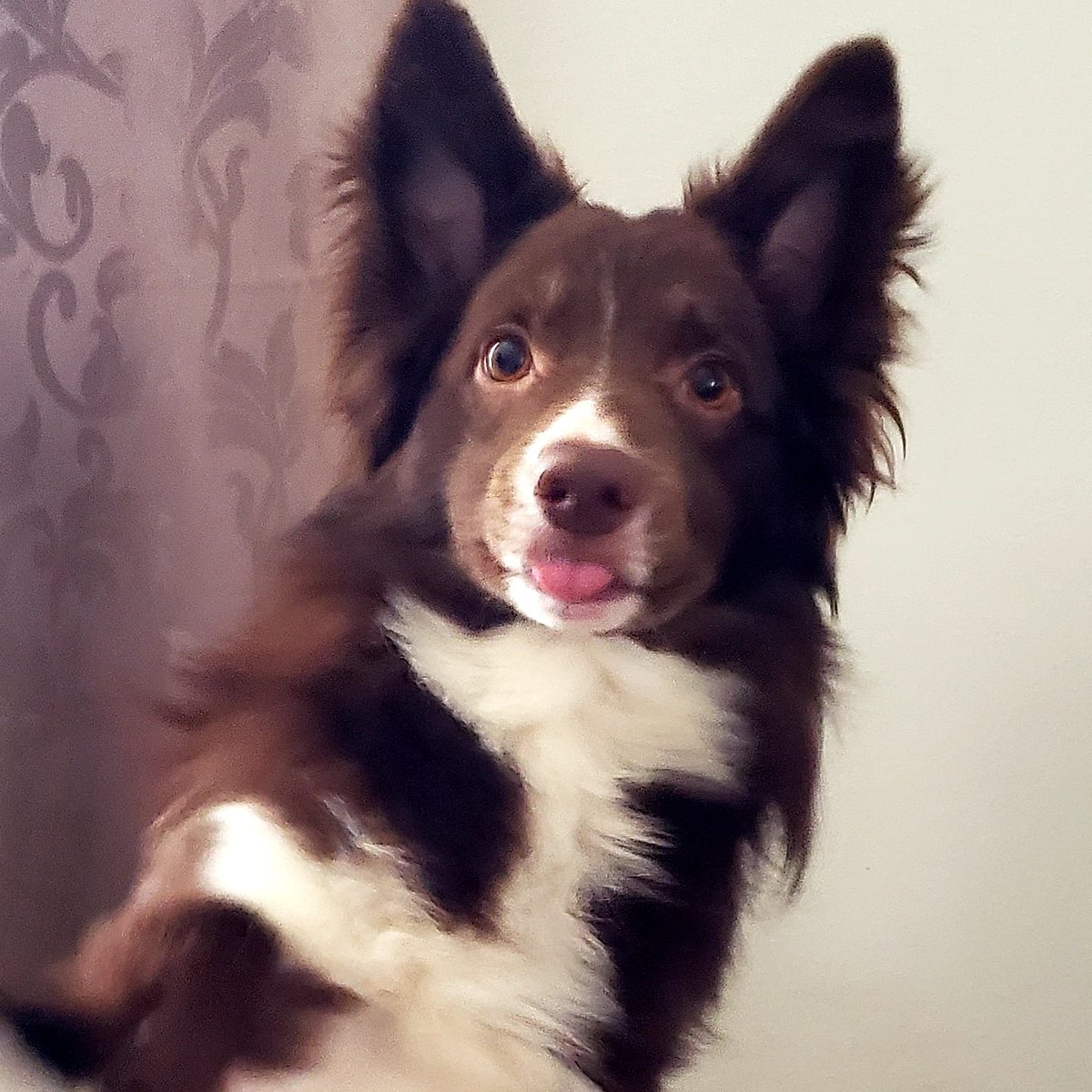 AgilitywAmanda's tweet photo. Happy tongue out Tuesday π
#happytuesday #happytongueouttuesday #tongueouttuesday #tonguetuesday #dog #reddog #bordercollie #bordercolliephoto #bordercolliephotography #doglooks #dogface #cheekydog #dogtongue #cutedog #cutedoggo https://t.co/5B4HnTegwu