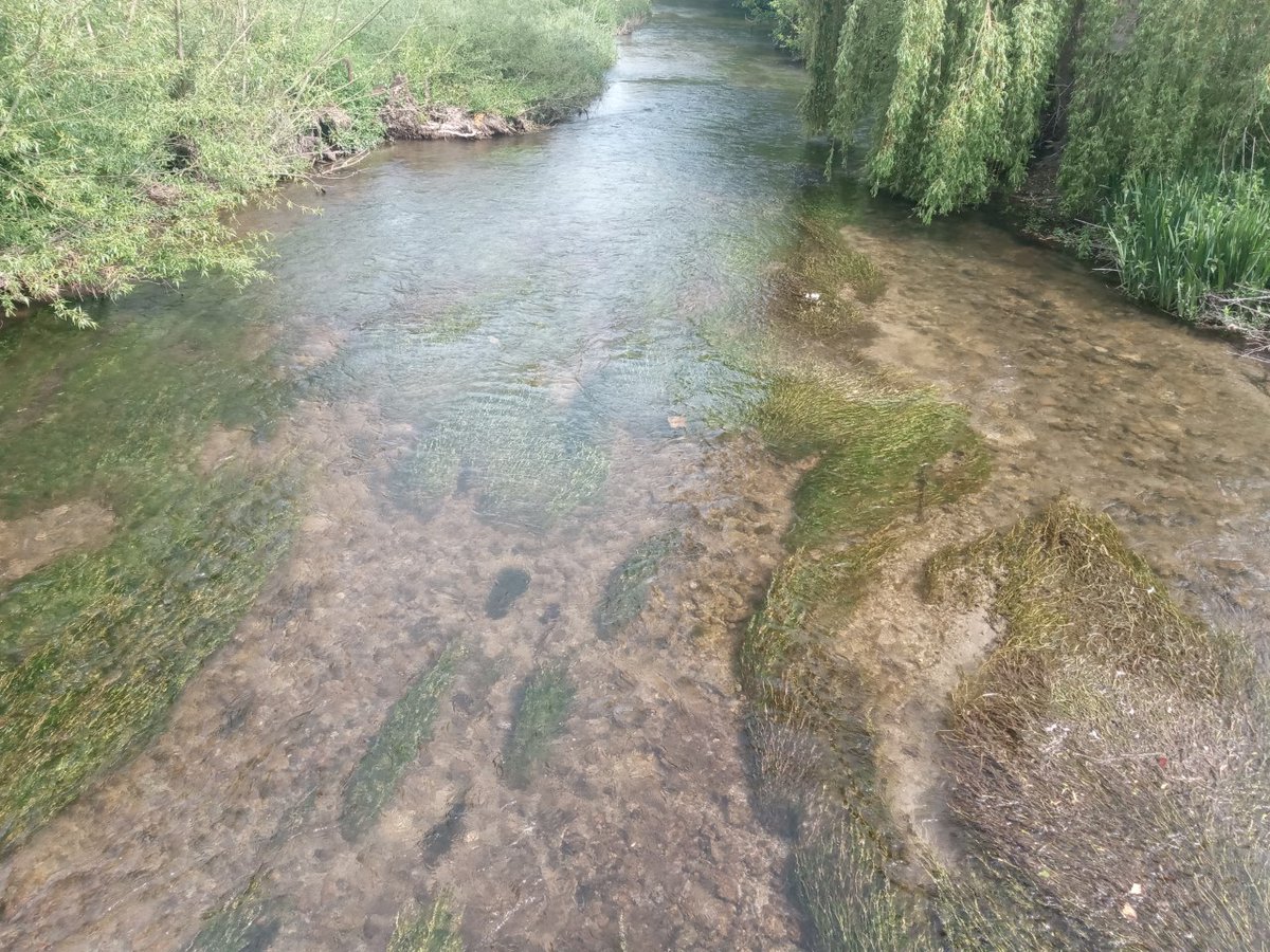 CatieGR's tweet photo. Please give us your expert opinion on the ecosystem services that freshwater/ inland waters provide
https://t.co/DJXBrc8cs9
Please RT @BES_AquaEco @NoWPaS @WWFEuropeRivers @EnvAgency @NatResWales @FishGuyKai @SJC_fishy @chris_harrod @fishmigration @freshwaterbio @AFL_org https://t.co/aUnP2pWgf0
