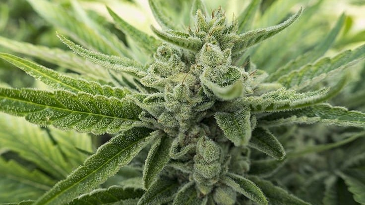 THEMMEXCHANGE's tweet photo. Michigan's marijuana sales booming amid COVID-19 pandemic 

https://t.co/CHOUOYfCyu #MME #marijuana #cannabis #Michigan #COVID19 https://t.co/k2V26yOUZO
