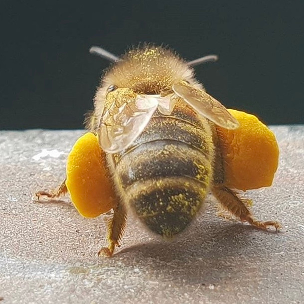 BeebombsDorset's tweet photo. This little bee must have had a very productive day 🐝⁣
 ⁣⁣⁣
📸 @lemmerspim⁣⁣⁣
⁣⁣⁣
#busybee #beesofig #lovebees #bee #bees #flower #flowers #busy #nature https://t.co/L1jXUGbp7A