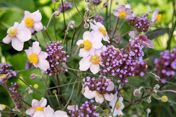 GWmag's tweet photo. Want plants that will thrive in dry shade? We reveal the 20 best: https://t.co/Ykr9cC3NUi #gardeningtips #gardeninspiration https://t.co/Kg8Ib0zg3h