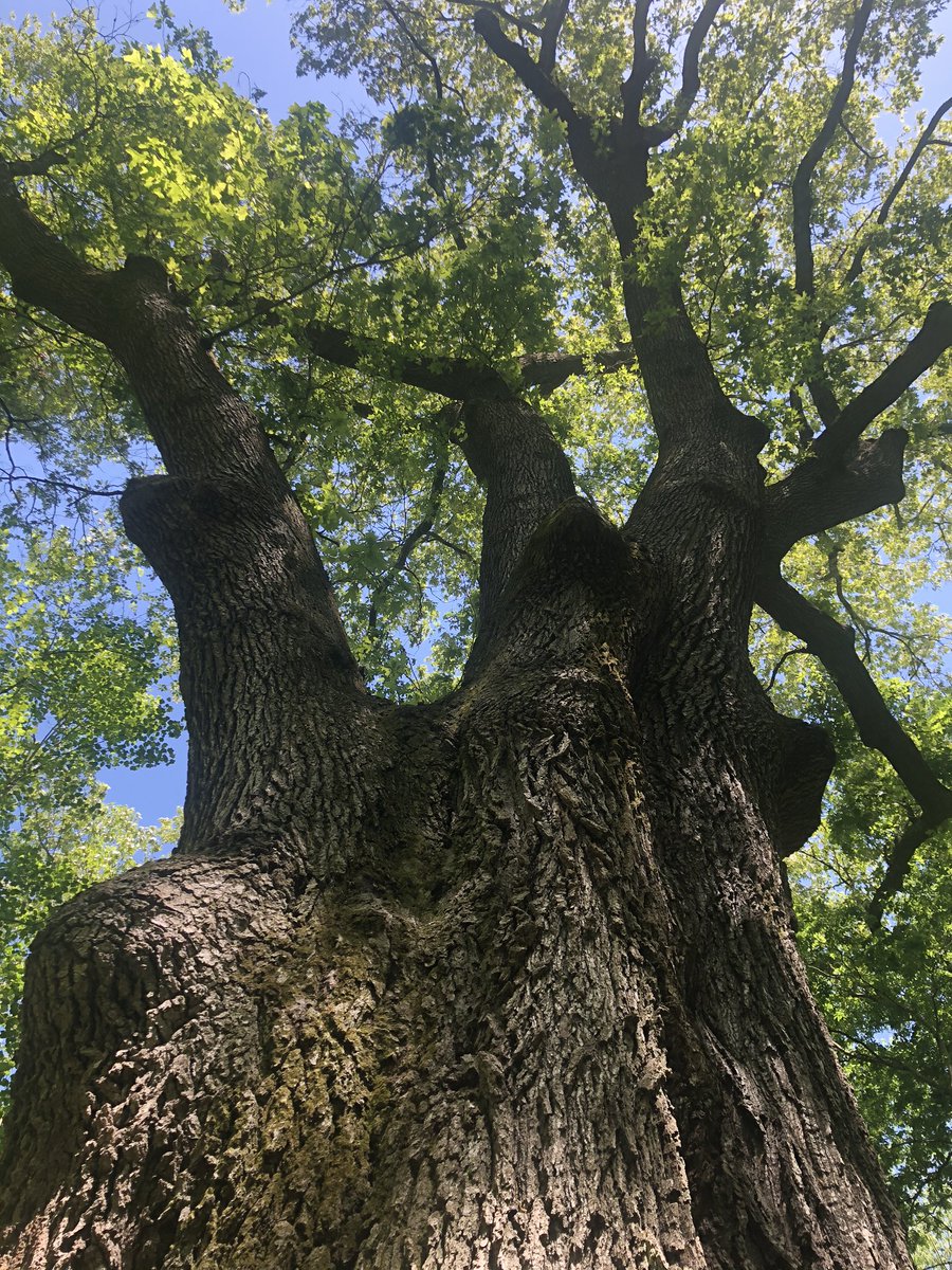 treesrtheanswr's tweet photo. Happy Tree Hugger Tuesday! One of my favorite activities is to big tree hunt. Found this State Champ in a swamp in SoILL. #treehuggertuesday #treehugger #trees #moretreesplease https://t.co/5VhGP4wMw9