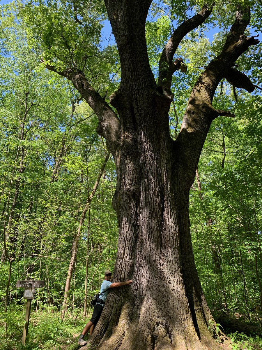 treesrtheanswr's tweet photo. Happy Tree Hugger Tuesday! One of my favorite activities is to big tree hunt. Found this State Champ in a swamp in SoILL. #treehuggertuesday #treehugger #trees #moretreesplease https://t.co/5VhGP4wMw9