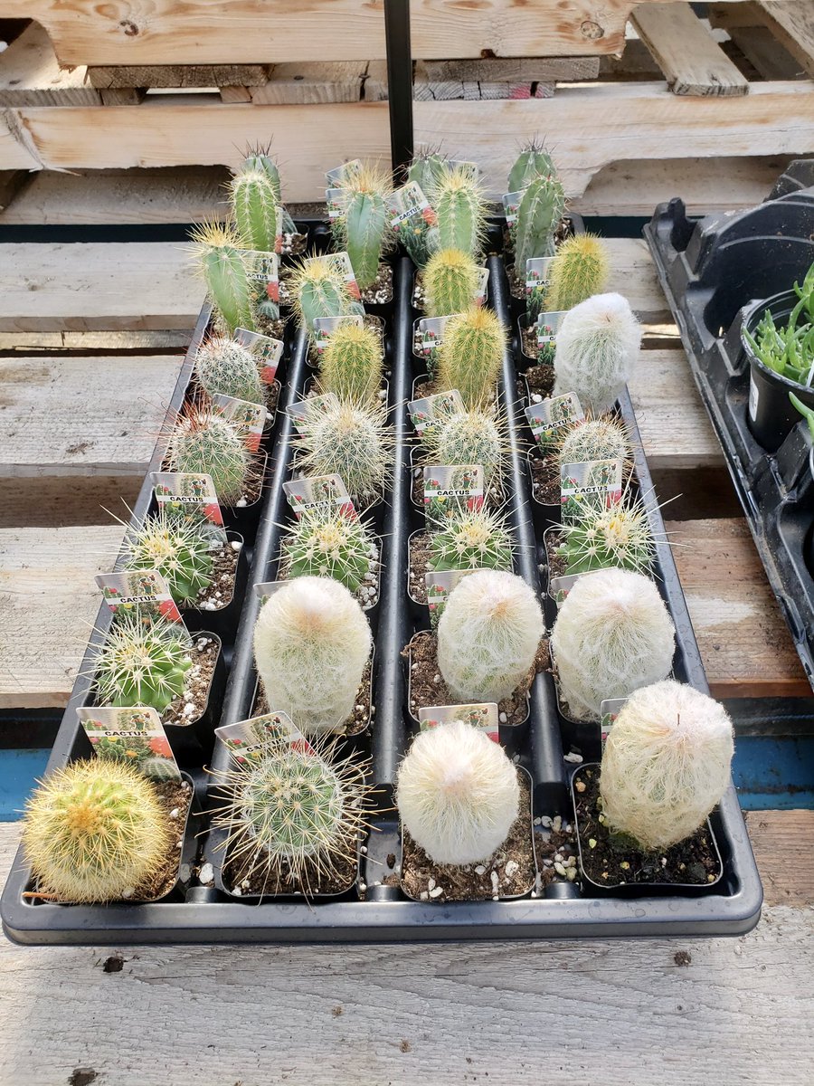 bloomin_crazy12's tweet photo. New Arrivals!! 🌸🌵 https://t.co/4bP171znmE