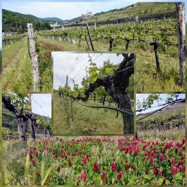 SoilAir's tweet photo. Spring is here in the vineyards! Even though we are faced with difficult times, these beautiful pictures from @weingutproidl Pellingen vineyards remind us that nature perseveres. Stay tuned for more posts as we check in with our producers on the 2020 vintage around the world! https://t.co/6SaXRywlqw