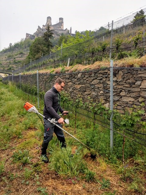 SoilAir's tweet photo. Spring is here in the vineyards! Even though we are faced with difficult times, these beautiful pictures from @weingutproidl Pellingen vineyards remind us that nature perseveres. Stay tuned for more posts as we check in with our producers on the 2020 vintage around the world! https://t.co/6SaXRywlqw