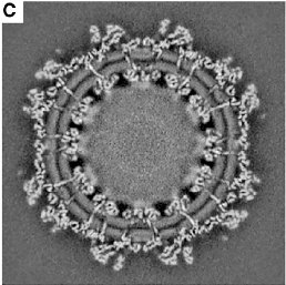 This is #ChikungunyaVirus imaged by cryo-electron microscopy 🔬The level of detail we can now get blows me away 😱 Want to know why I love science? LOOK HOW AMAZING IT IS. You can very clearly see the E2 protein crossing the lipid bilayer 👨🏼‍🔬

Ref on sub tweet

#virology #scicomm