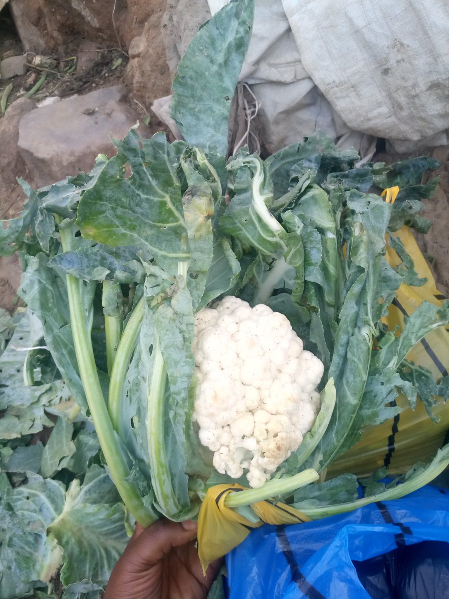blackheiress420's tweet photo. This is my hutsle oo,please patronise me and kindly retweet.thank you https://t.co/kbk6DQjTke