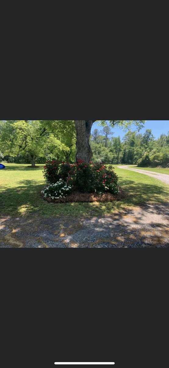 LawnCraig's tweet photo. Need pine straw? Call us! We’ve got you covered! Pine straw for pick-up, delivery, or deliver and spread! Long needle, super clean! Call Thomas Craig today! 478-302-3192 https://t.co/tILdexiT0k