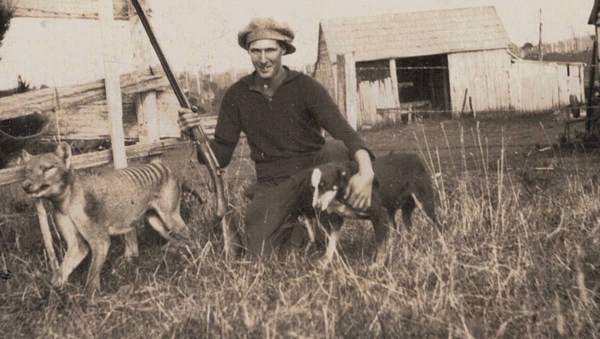 JackDAshby's tweet photo. Today is the 90th anniversary of the last known killing of a wild #thylacine, by Wilf Batty. The second photo was taken before it had died from its wounds.
The last known live thylacine was then captured in 1931, and was kept in a Hobart zoo until it died in 1936. #thylacines https://t.co/wCbVUSW76B
