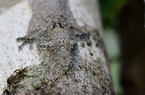 Haiwan ni umumnya dikenali sebagai mossy leaf tailed gecko atau nama saintifiknya Uroplatus sikorae. Seperti yang kau dapat saksikan, cicak ini memiliki penyamaran yang sangat hebat.