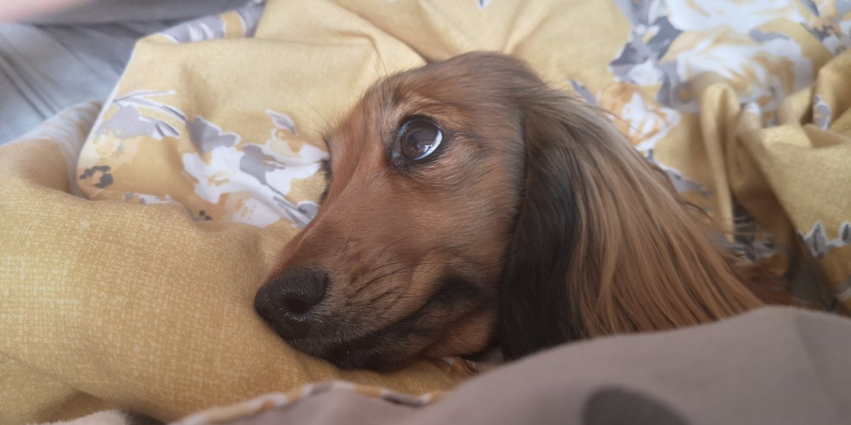 LilyRoseWorth's tweet photo. My little woof really didn't want to get up today. She's the same every morn.💤
#SleepyHead #slugabed https://t.co/0Ix5G46fG2