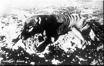 JackDAshby's tweet photo. Today is the 90th anniversary of the last known killing of a wild #thylacine, by Wilf Batty. The second photo was taken before it had died from its wounds.
The last known live thylacine was then captured in 1931, and was kept in a Hobart zoo until it died in 1936. #thylacines https://t.co/wCbVUSW76B