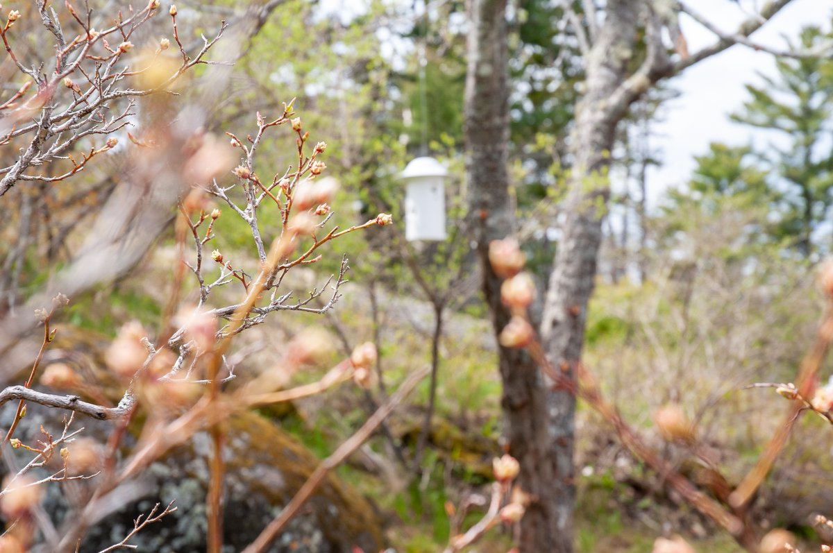 jschatzstudio's tweet photo. It's a long, cool Spring here in Maine, what the locals call the mud season. We are seeing the first signs of life on the blueberry bushes and can't wait for our first taste later summer. #jschatz #mudseason #thisismaine https://t.co/7mm6FxlooE