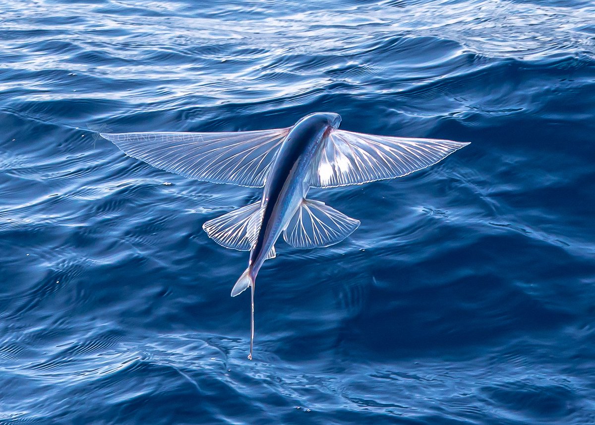 Twitter पर T Okano ジャンプだけだと多くの魚がすると思いますが 滑空して 飛ぶ のはトビウオの他はトウザヨリやエイの仲間くらいでしょうか サメやカジキマグロ マグロっぽいのがジャンプしているのは見たことがあります