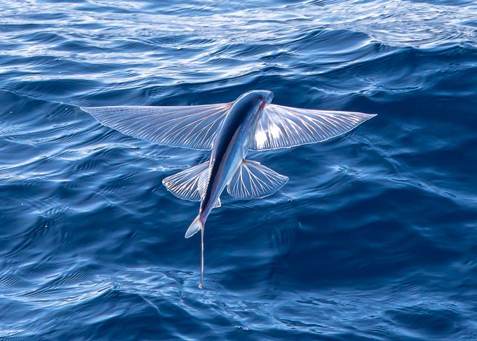 トビウオのtwitterイラスト検索結果 古い順