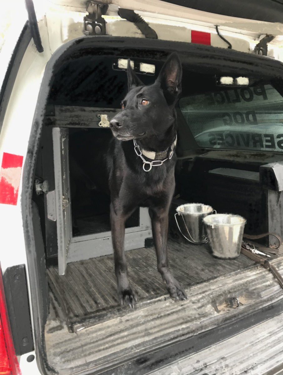Public Safety TPS (@tpssafety) on Twitter photo This is CIA. He is a search and rescue dog that works with the HUSAR Team (Heavy Urban Search and Rescue). Partnered w PC Ian Littler #policedog #searchandrescue #usar <a href="/TPSK9/">Toronto Police K9</a> This is CIA. He is a search and rescue dog that works with the HUSAR Team (Heavy Urban Search and Rescue). Partnered w PC Ian Littler #policedog #searchandrescue #usar <a href="/TPSK9/">Toronto Police K9</a>