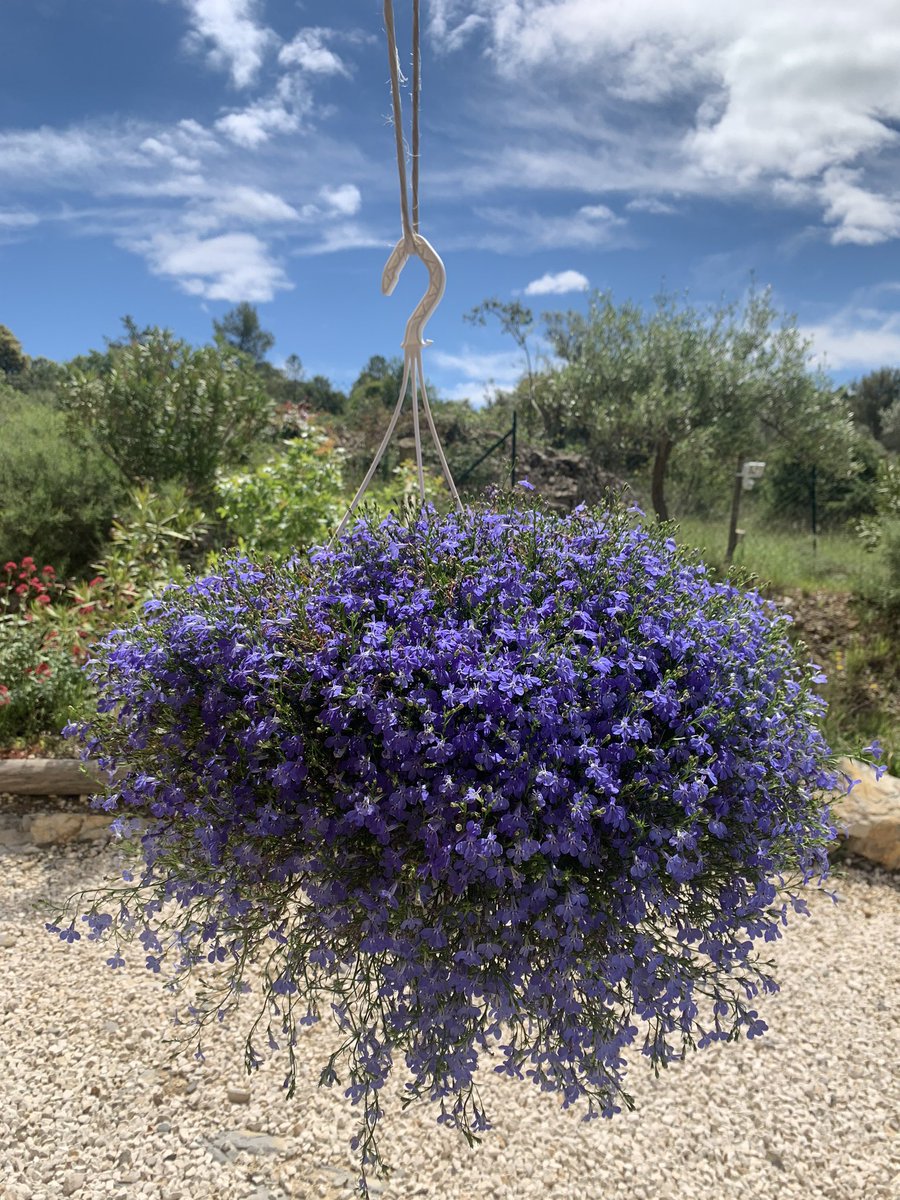 DiTullioJM's tweet photo. 🎵 On dirait le Sud 🎶
🎶 Le temps dure longtemps 🎵
🎵 Et la vie sûrement 🎶
🎶 Plus d'un million d'années 🎵
🎵 Et toujours en été. 🎶

Bon appétit les gens. 😍

#MaîtreGifs #RoadTrip #Occitanie #passionné #LaVieEstBelle #MiaCasa 🥰
#LeSud #NouvelleVie https://t.co/bWumzQyMIv