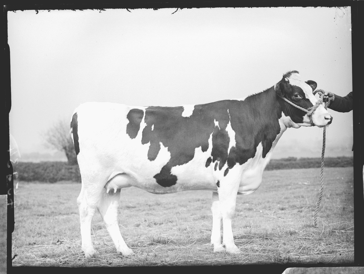 please draw us this cow