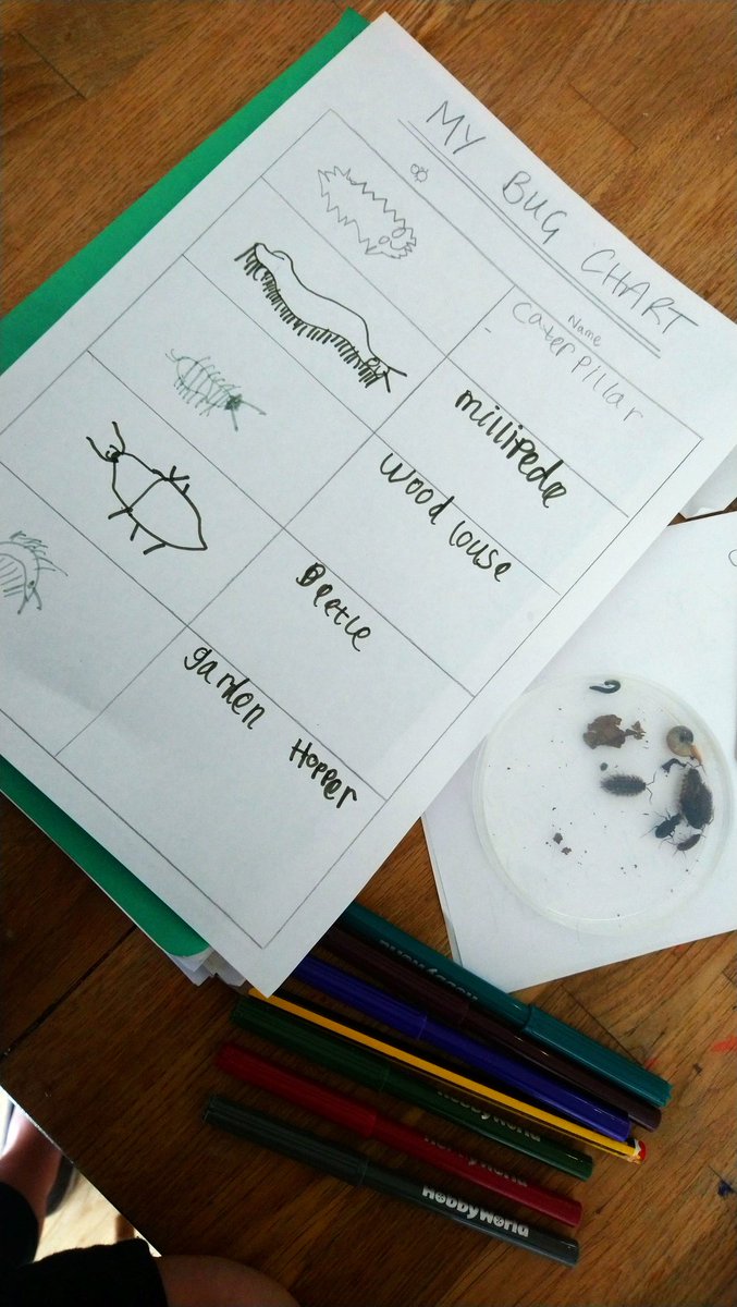 lochcharlie's tweet photo. A morning outdoors, investigating woodpiles, bugs and researching their names and habitats. Such a happy Sam! 🐛 ❤️ #scienceaddicts #bugsasfriendsforlife @DrymenPrimary https://t.co/JP4qnqur3p