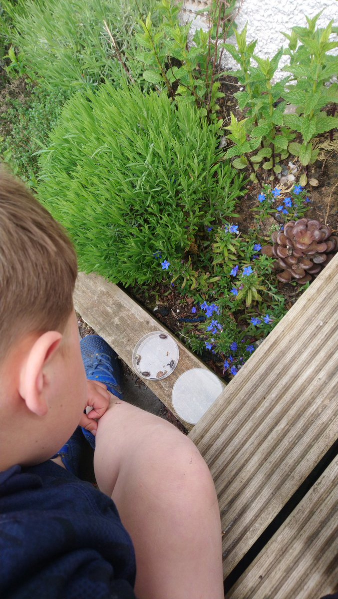lochcharlie's tweet photo. A morning outdoors, investigating woodpiles, bugs and researching their names and habitats. Such a happy Sam! 🐛 ❤️ #scienceaddicts #bugsasfriendsforlife @DrymenPrimary https://t.co/JP4qnqur3p