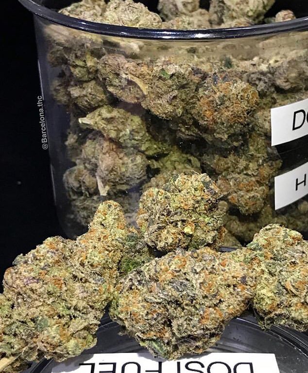 #cannabiscommunity #cannabis #cannabisculture #cannabiscup #cannabislife #cannabis420 #cannabissociety #cannabisheals #cannabiscures