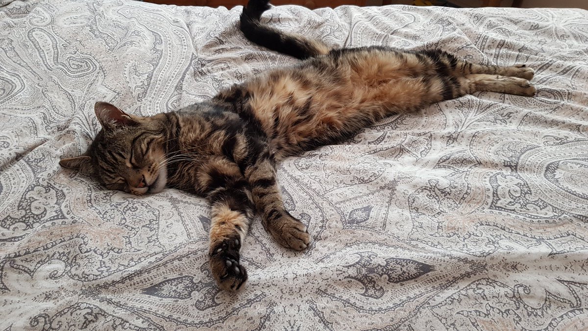isleofmiso's tweet photo. @ruthnomori finley being a dork even in slep 💕 https://t.co/1AjozfKUgz