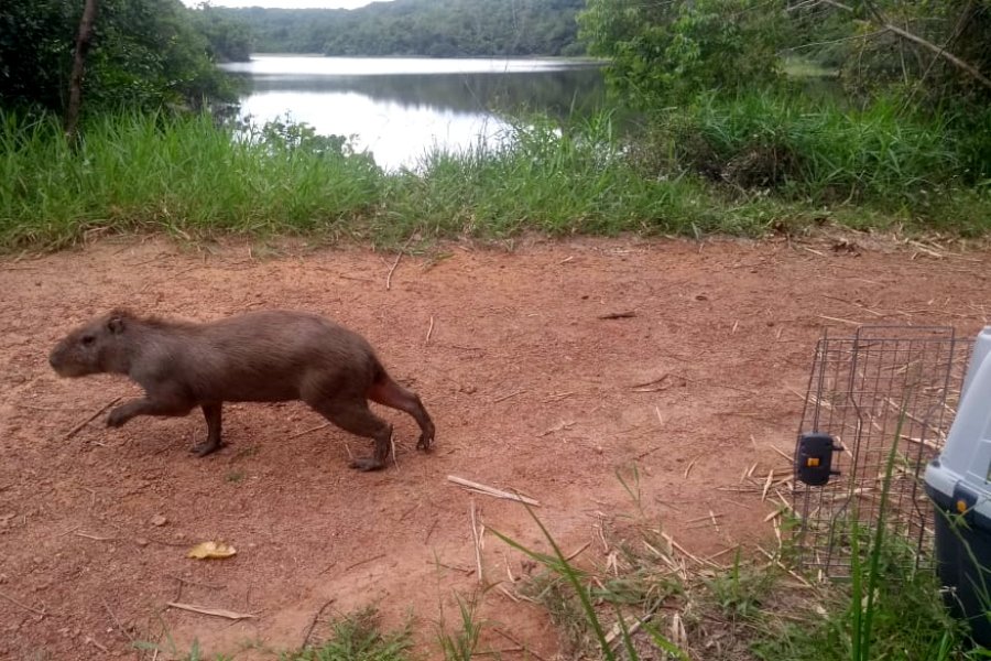 NordesteEco's tweet photo. Live aborda impacto do isolamento social no comportamento dos animais silvestres
Leia mais: https://t.co/mR8IdonmQl
#animaissilvestres #BoaViagem #capivaras #Covid19 #Ibura #isolamentosocial #Olinda #pandemia #ParqueEstadualdeDoisIrmãos #PraiadeRioDoce #Recife #SemasPE #UFRPE https://t.co/BMflZ1EXy8
