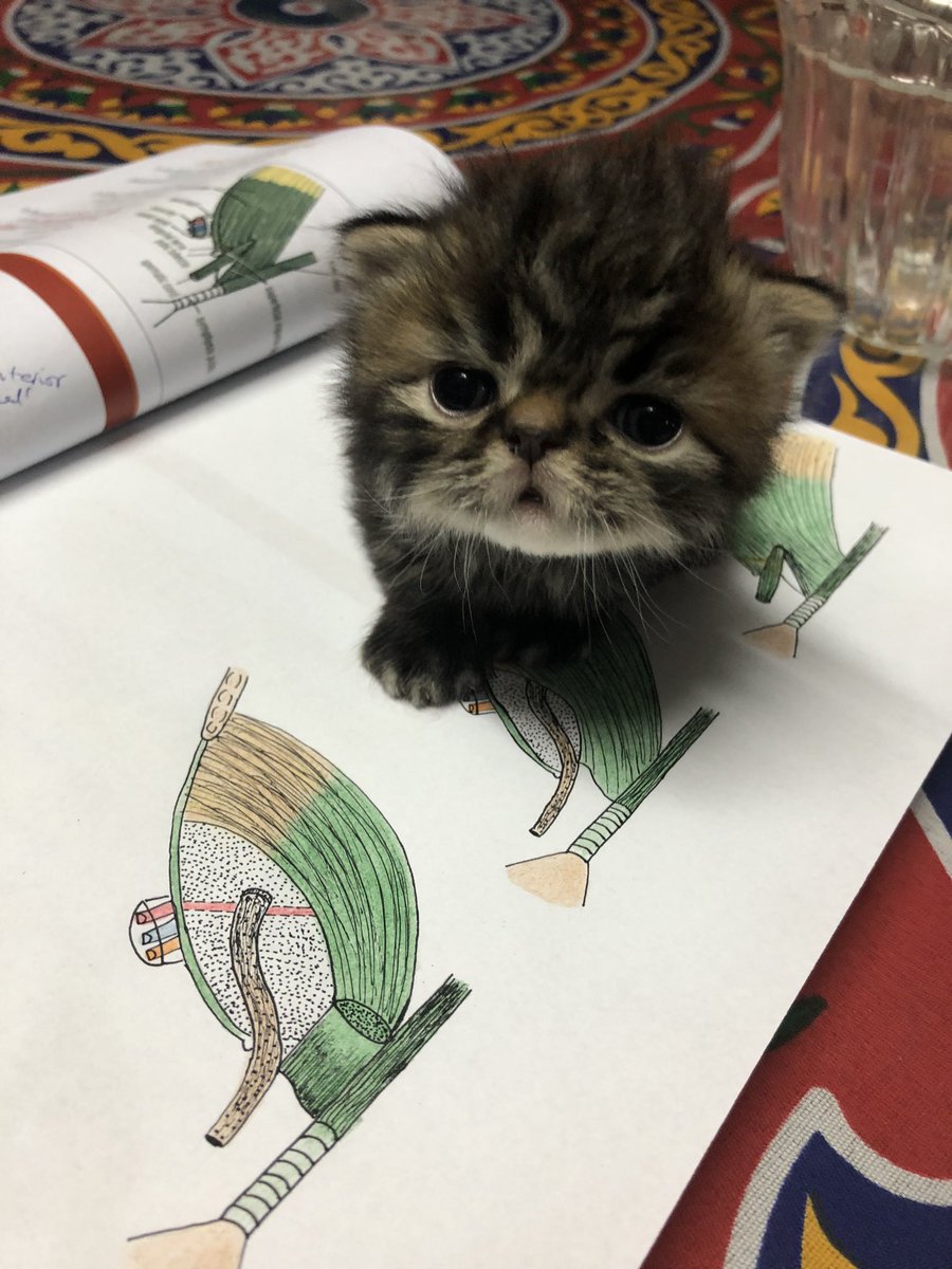 nimer2001's tweet photo. نينجا معجب برسمات الأناتومي🥰😂 https://t.co/cffuxFLFEa