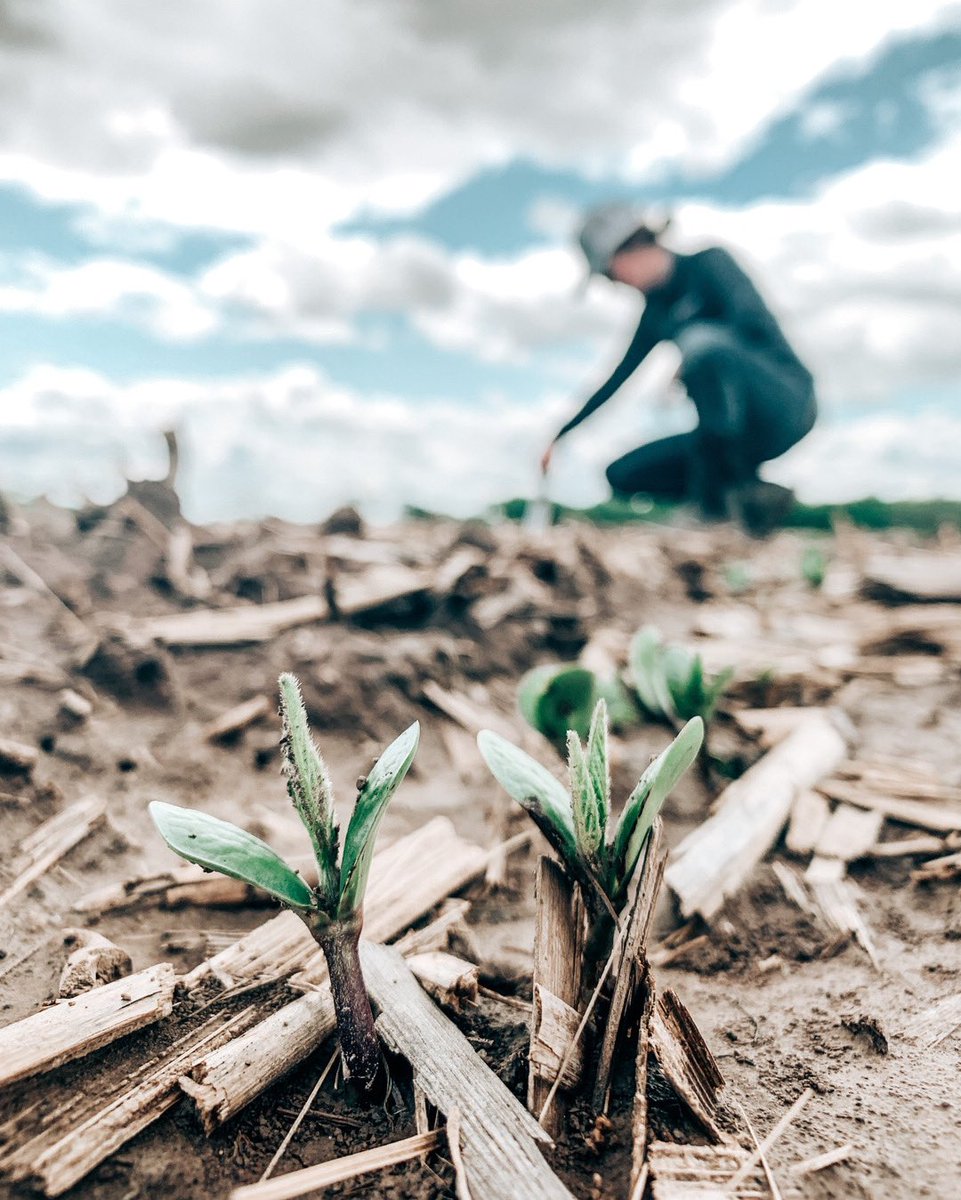 eppersonfarms's tweet photo. Plant your seeds and watch them grow 🌱 @PioneerSeeds https://t.co/qmFoWPrr3G