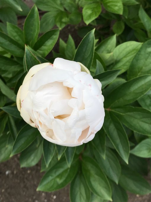 芍薬のtwitterイラスト検索結果 古い順