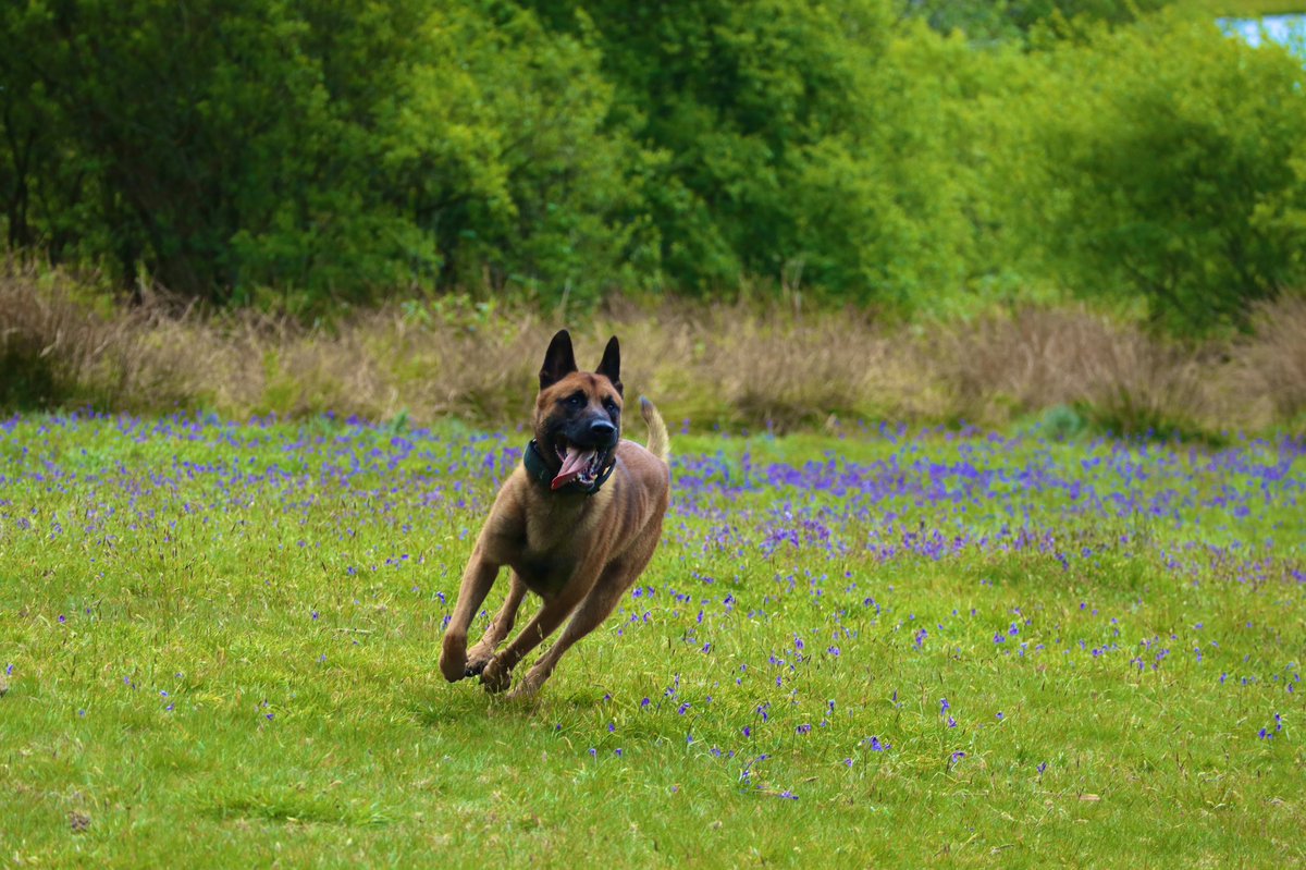 IOM Police Dogs tweet media